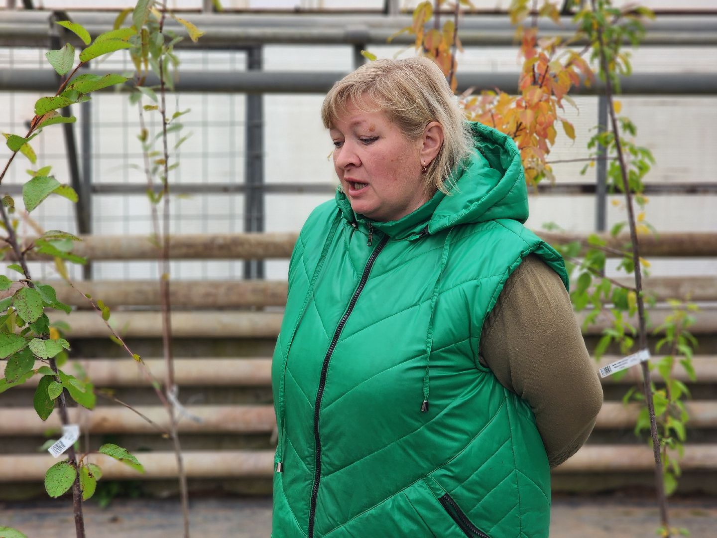 пушкино, пушкинский питомник декоративных растений , пушкинскому питомнику 86, зеленое подмосковье,