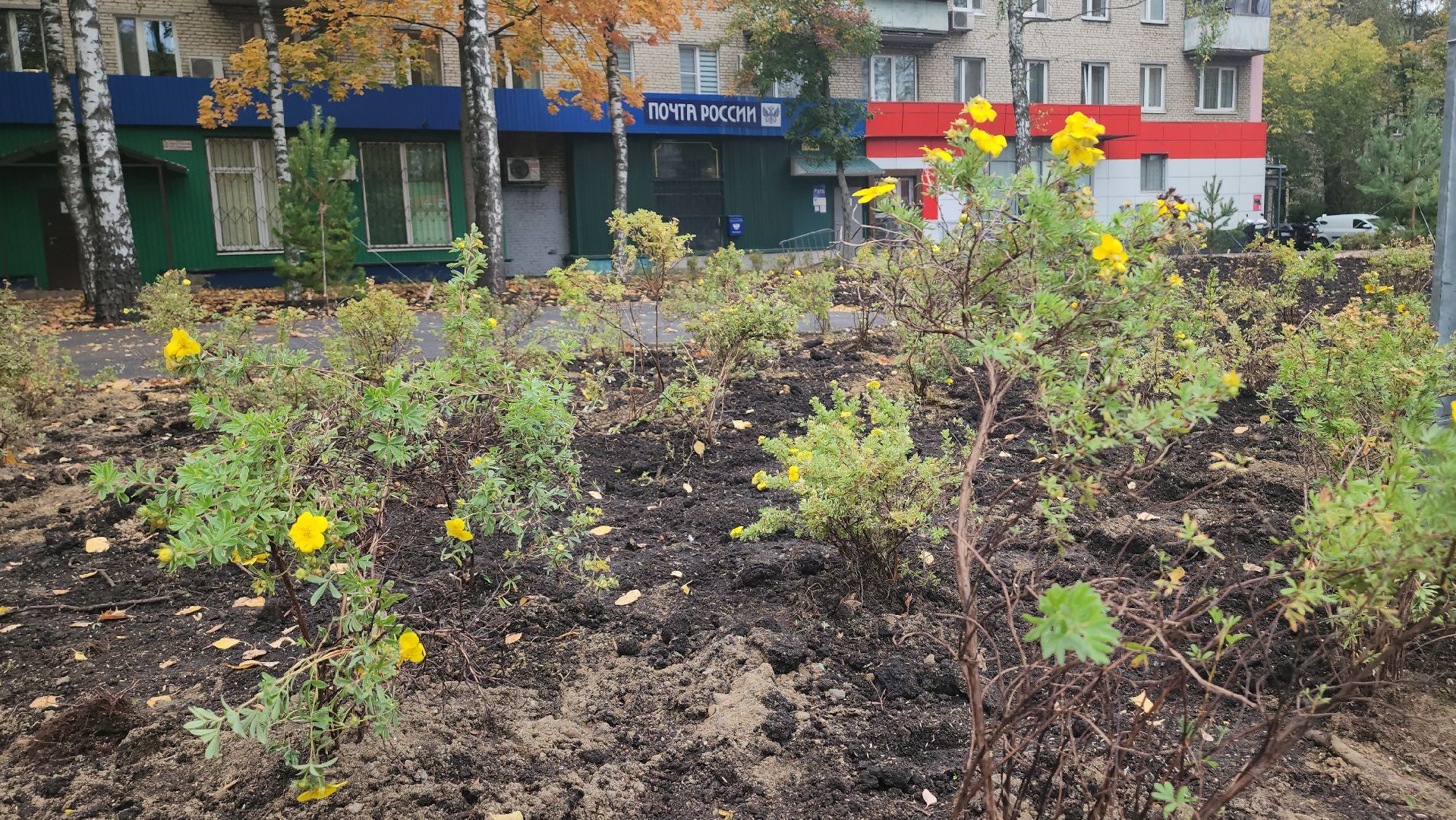люберцы, новый сквер, глава люберец владимир волков, жители,