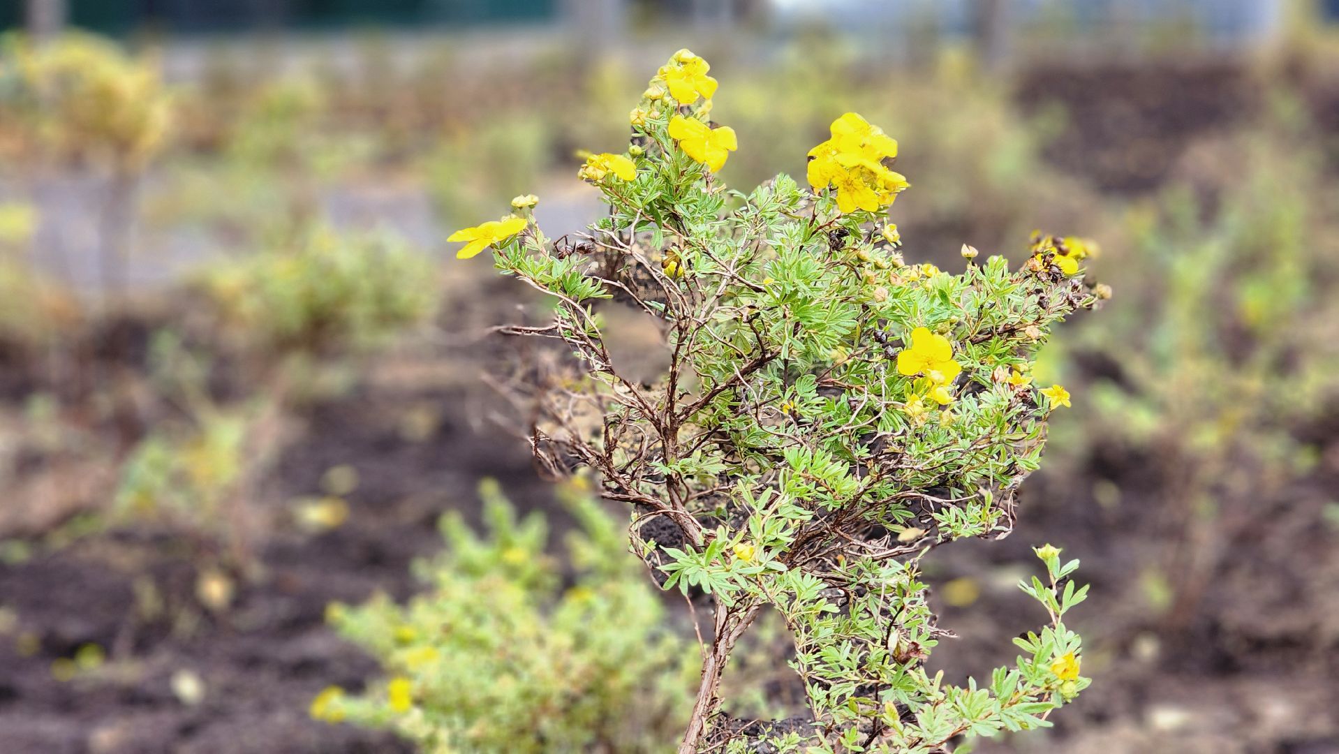 люберцы, новый сквер, глава люберец владимир волков, жители,