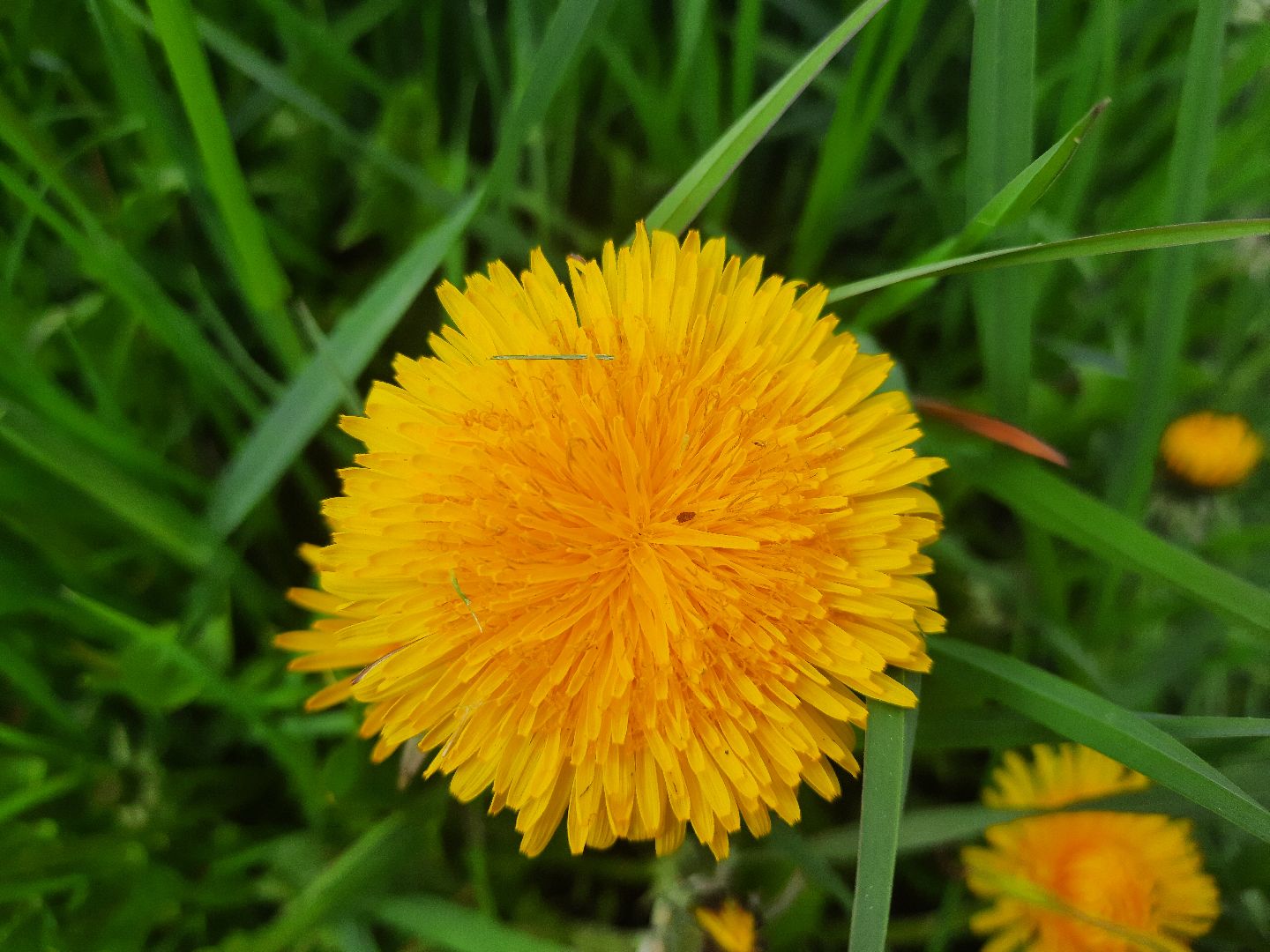 Шатура, покос травы, благоустройство,