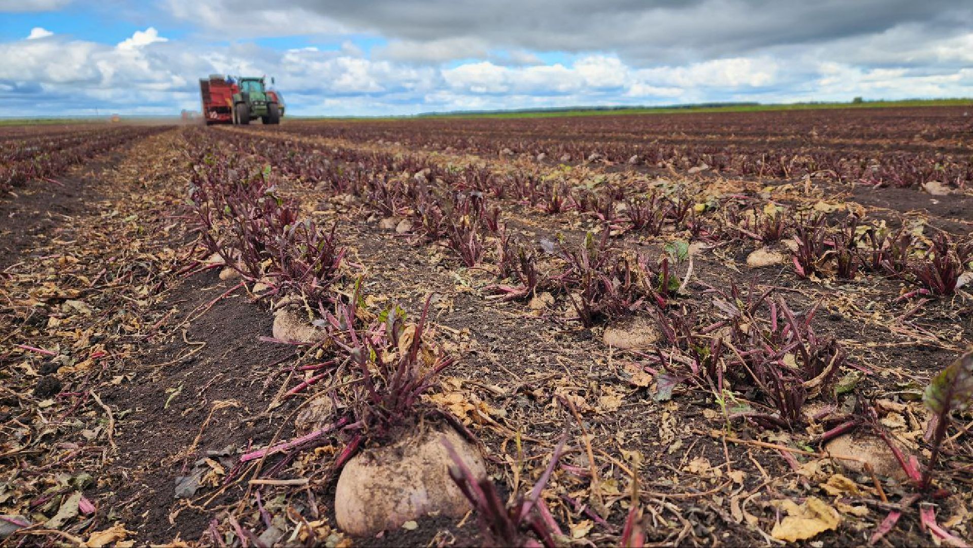 Дмитров, ЗАО Куликово, Уборочная кампания, Минсельхоз,