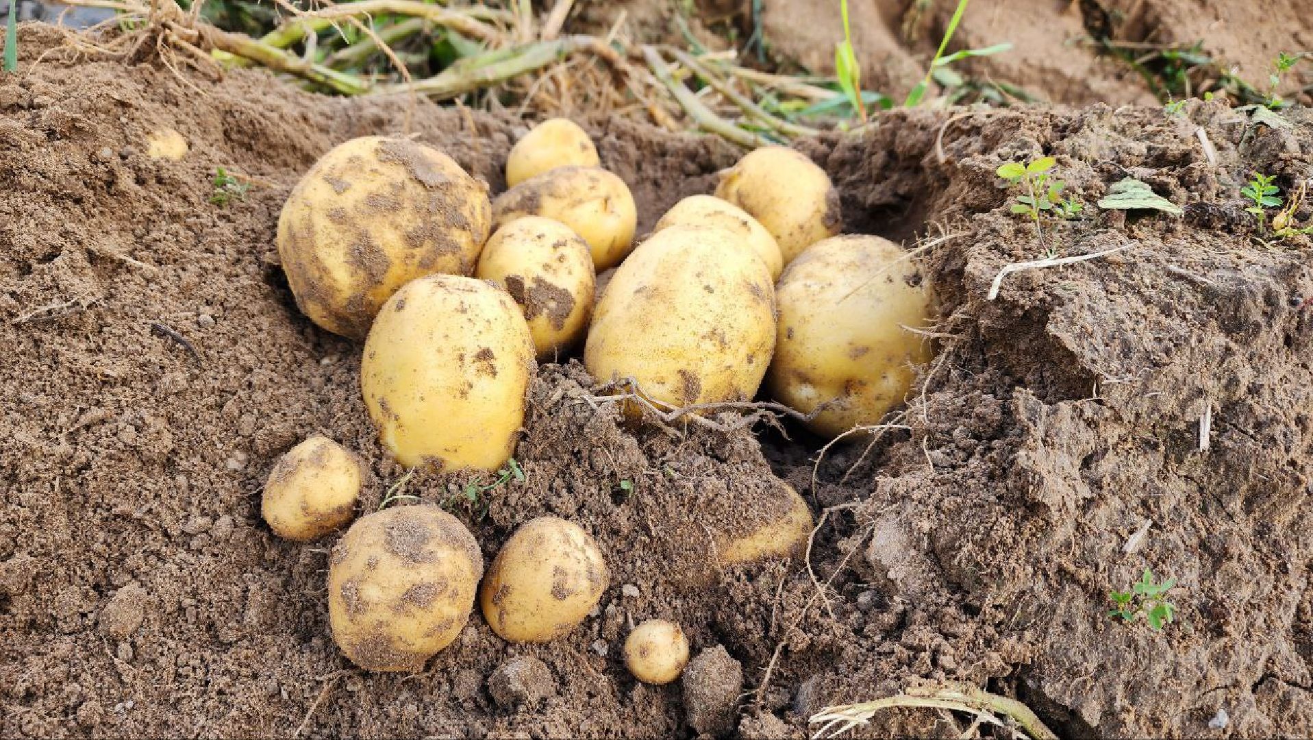 Дмитров, ЗАО Куликово, Уборочная кампания, Минсельхоз,