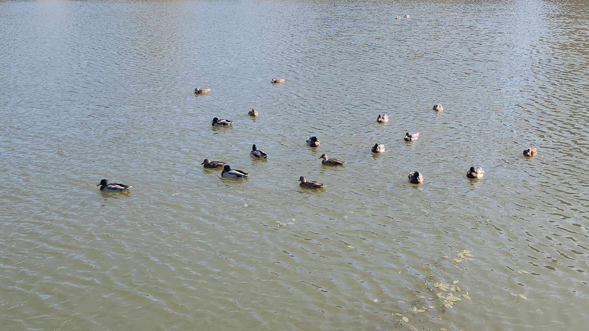 благоустройство, нахабино, торфянка, парк,