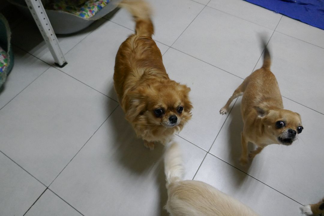 Благотворительность, Подольск, животные, помощь, добро