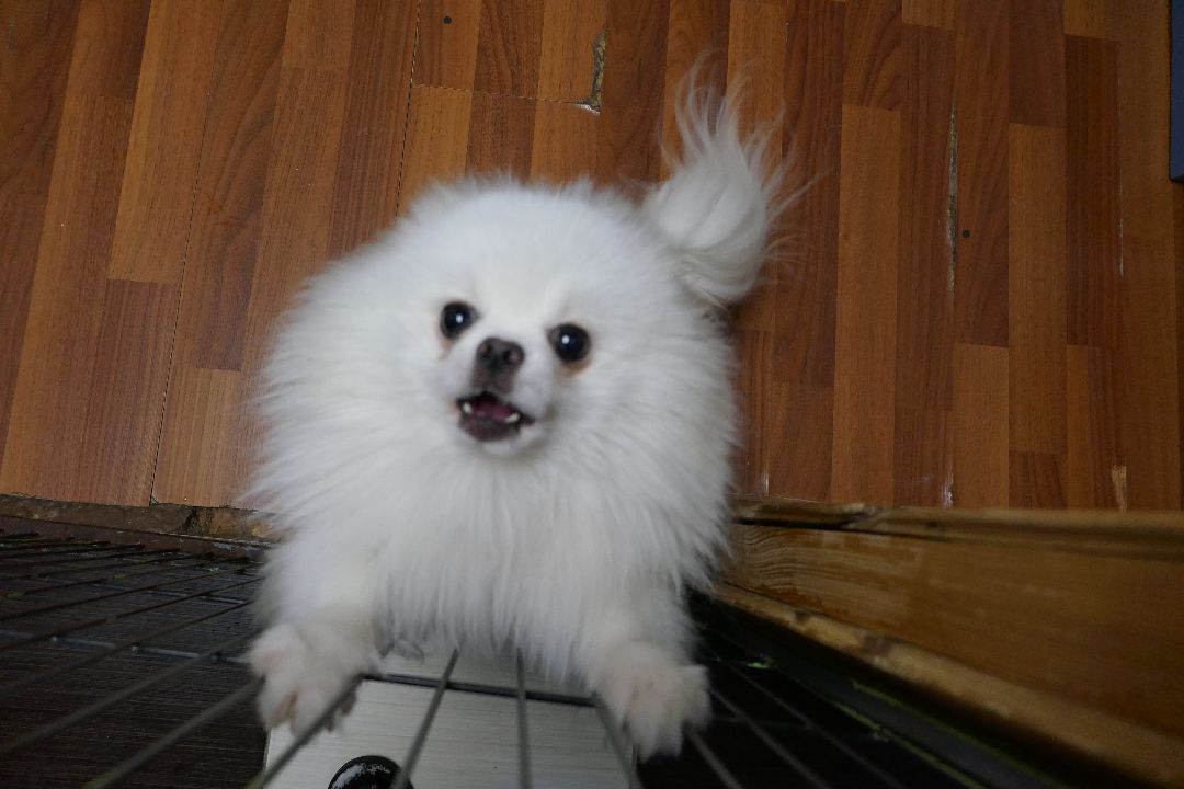 Благотворительность, Подольск, животные, помощь, добро