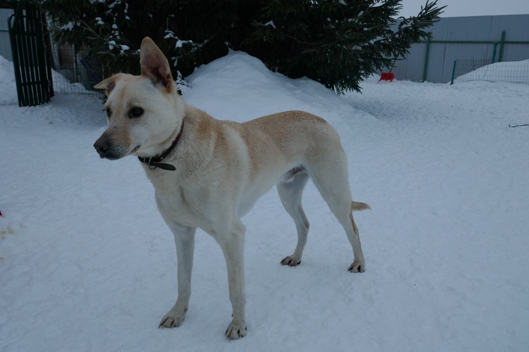 Благотворительность, Подольск, животные, помощь, добро