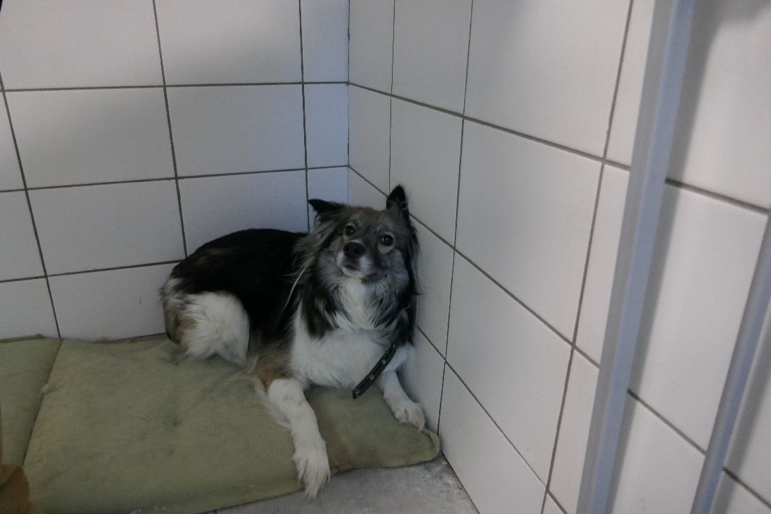 Благотворительность, Подольск, животные, помощь, добро