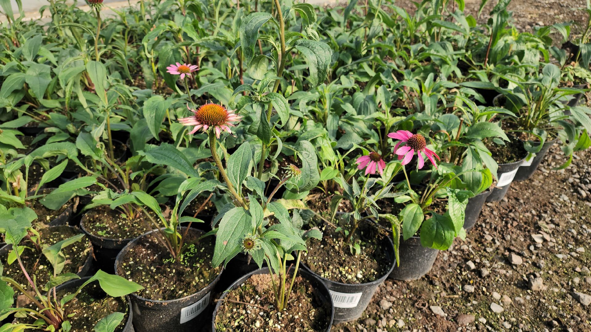 кашира, образование, движение первых, питомник растений, экология, экскурсия, дети, школа,