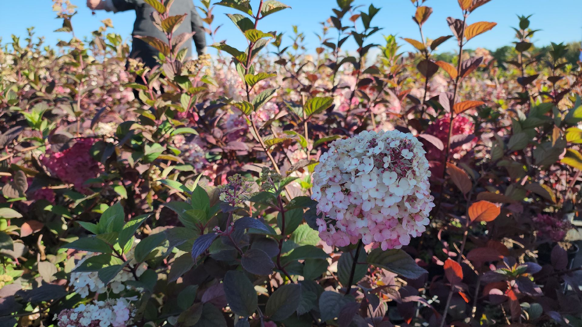 кашира, образование, движение первых, питомник растений, экология, экскурсия, дети, школа,