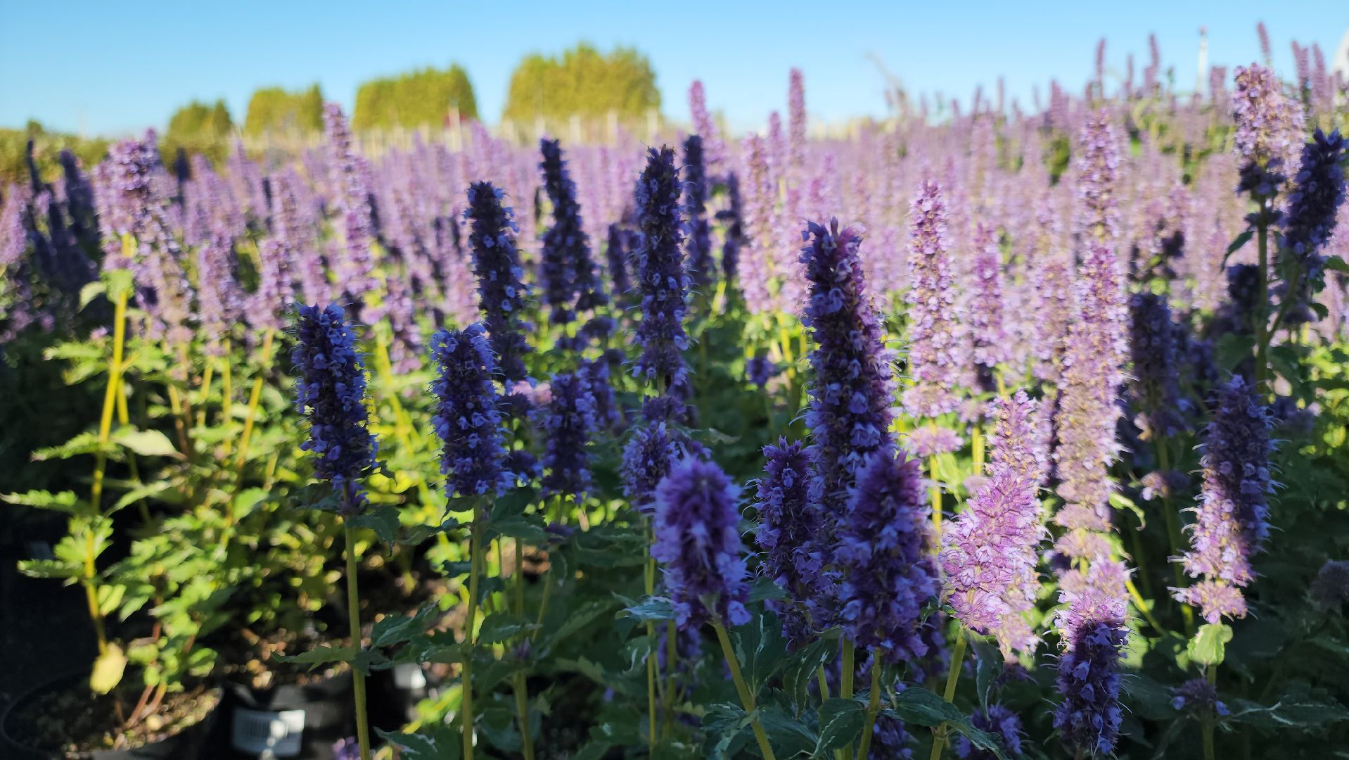 кашира, образование, движение первых, питомник растений, экология, экскурсия, дети, школа,