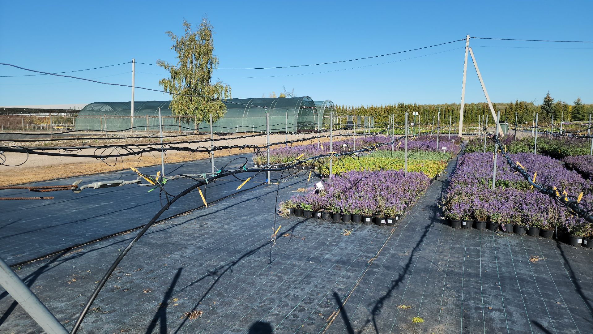 кашира, образование, движение первых, питомник растений, экология, экскурсия, дети, школа,