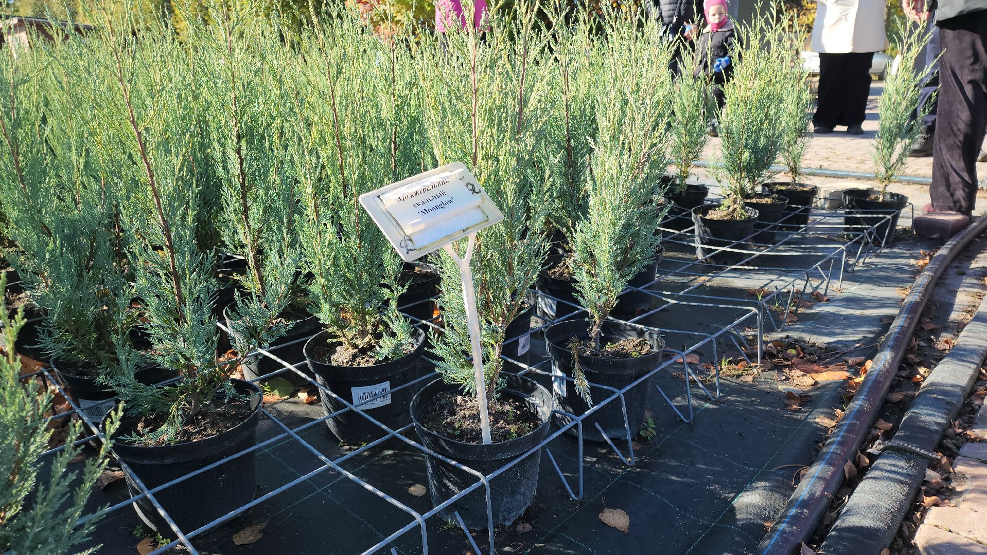 кашира, образование, движение первых, питомник растений, экология, экскурсия, дети, школа,