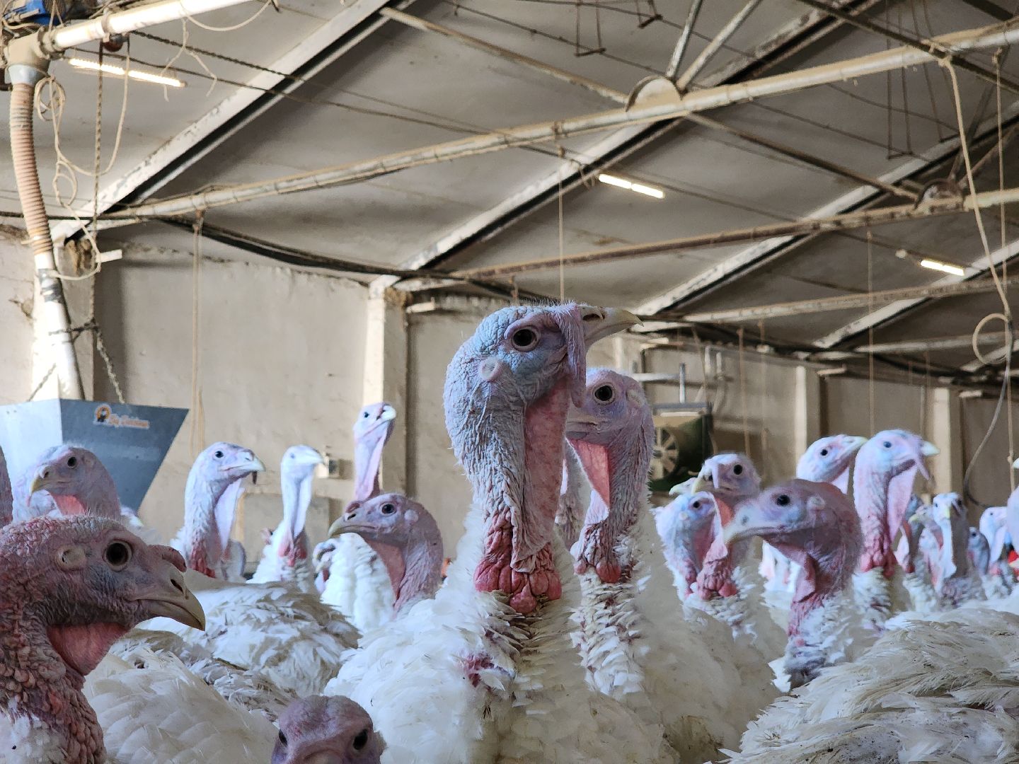 Егорьевск , Подмосковье , Московская область ,