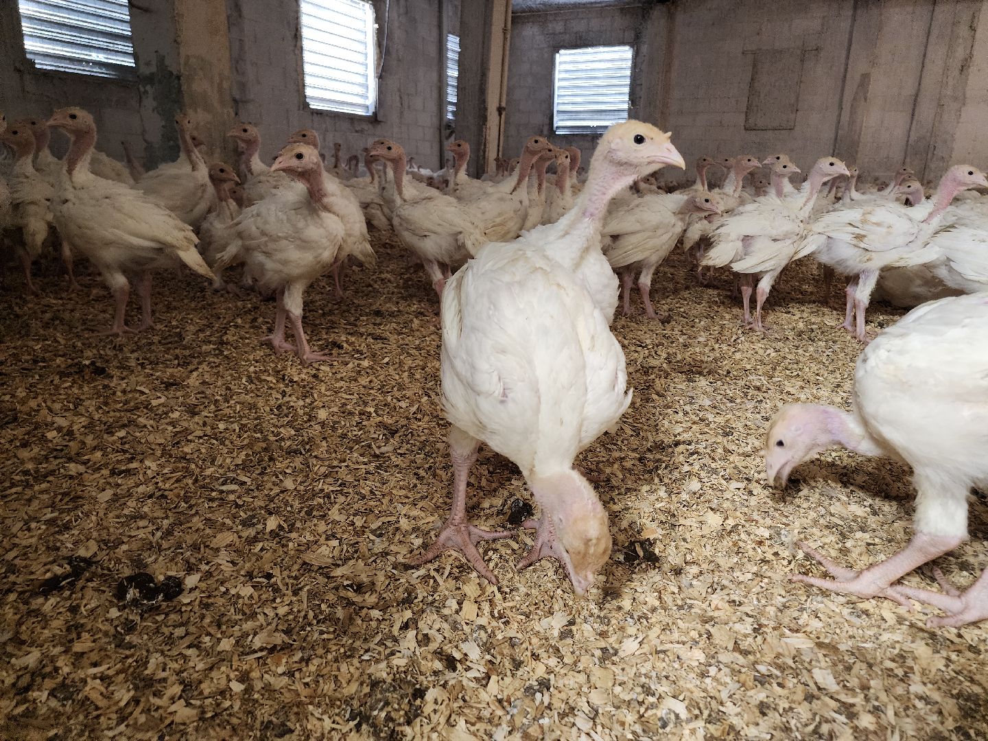 Егорьевск , Подмосковье , Московская область ,