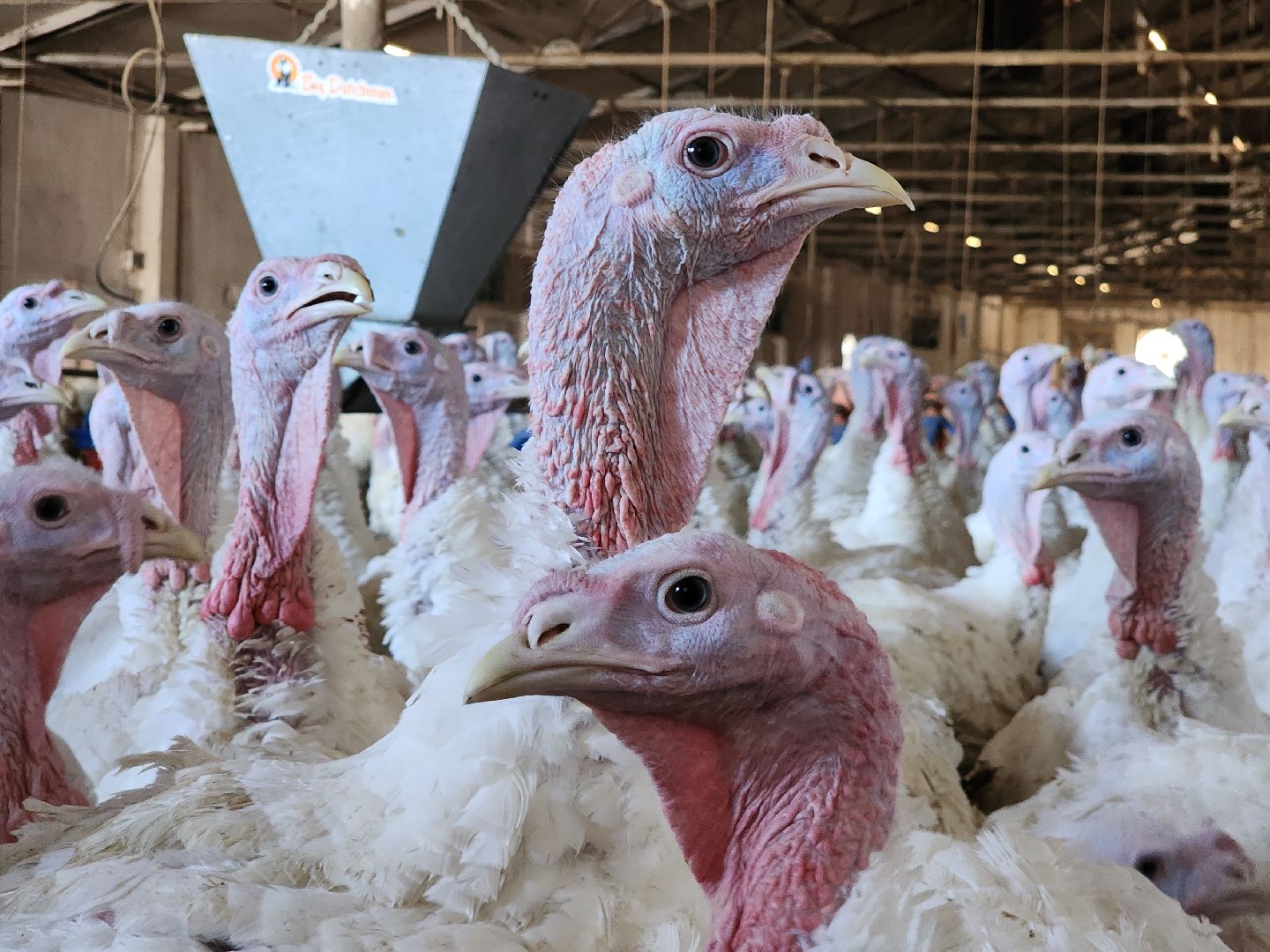 Егорьевск , Подмосковье , Московская область ,