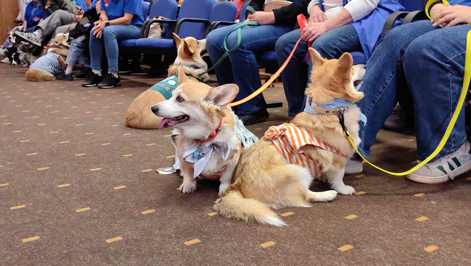 корги, отряд, волонтеры, миссия, космонавт, герой рф,