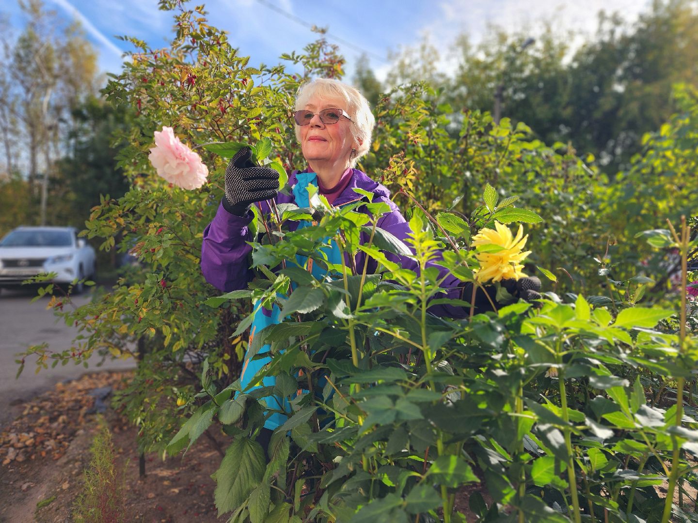 фрязино, цветы, двор-оранжерея, подготовка к зиме, цветоводство,