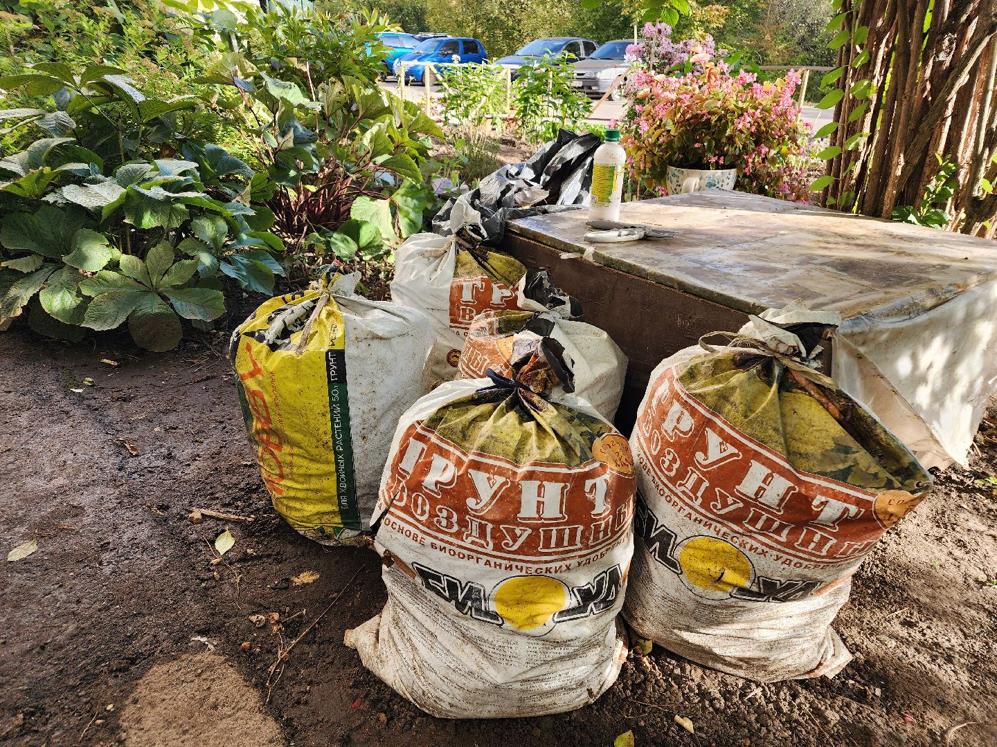 фрязино, цветы, двор-оранжерея, подготовка к зиме, цветоводство,