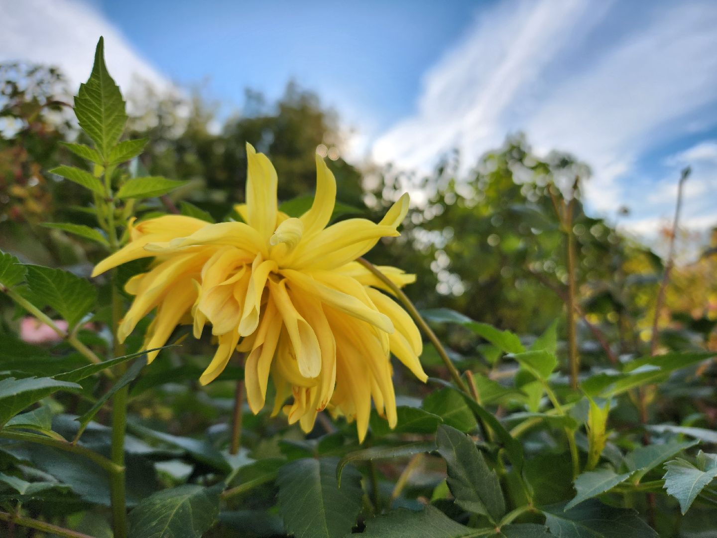 фрязино, цветы, двор-оранжерея, подготовка к зиме, цветоводство,
