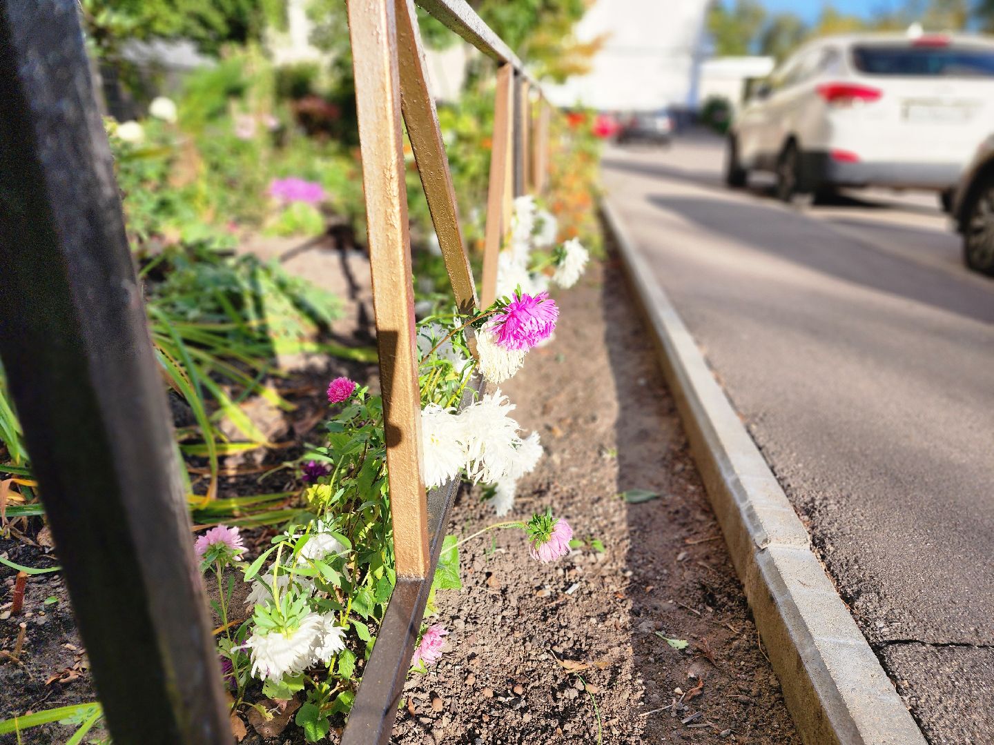 фрязино, цветы, двор-оранжерея, подготовка к зиме, цветоводство,