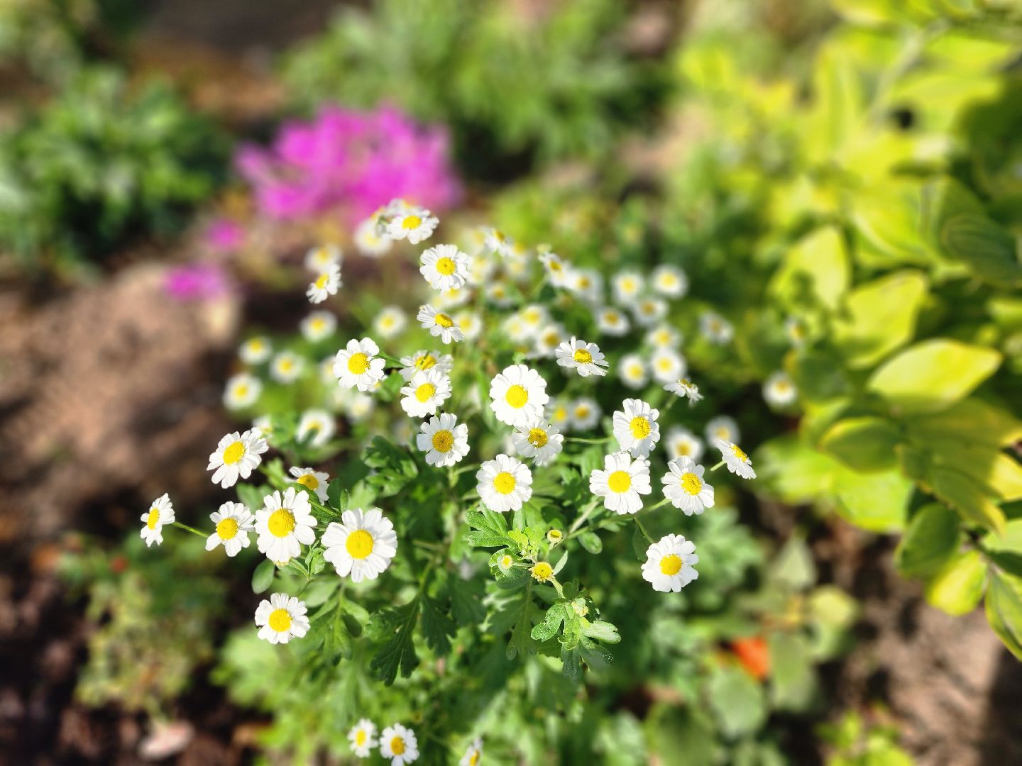 фрязино, цветы, двор-оранжерея, подготовка к зиме, цветоводство,