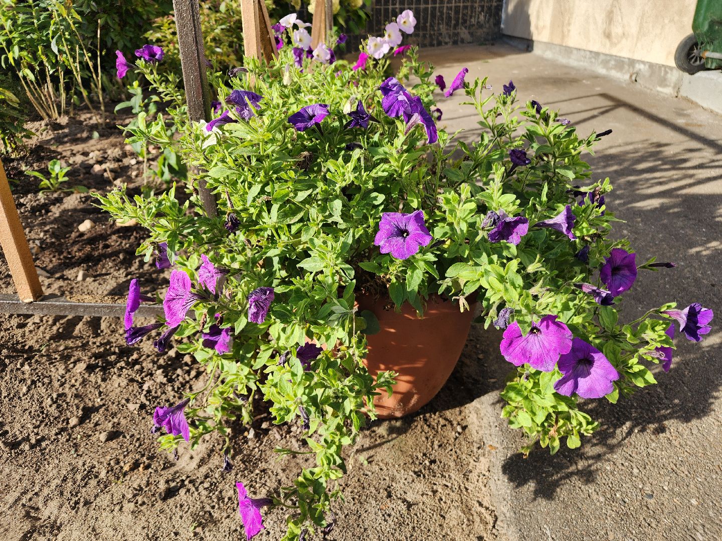 фрязино, цветы, двор-оранжерея, подготовка к зиме, цветоводство,