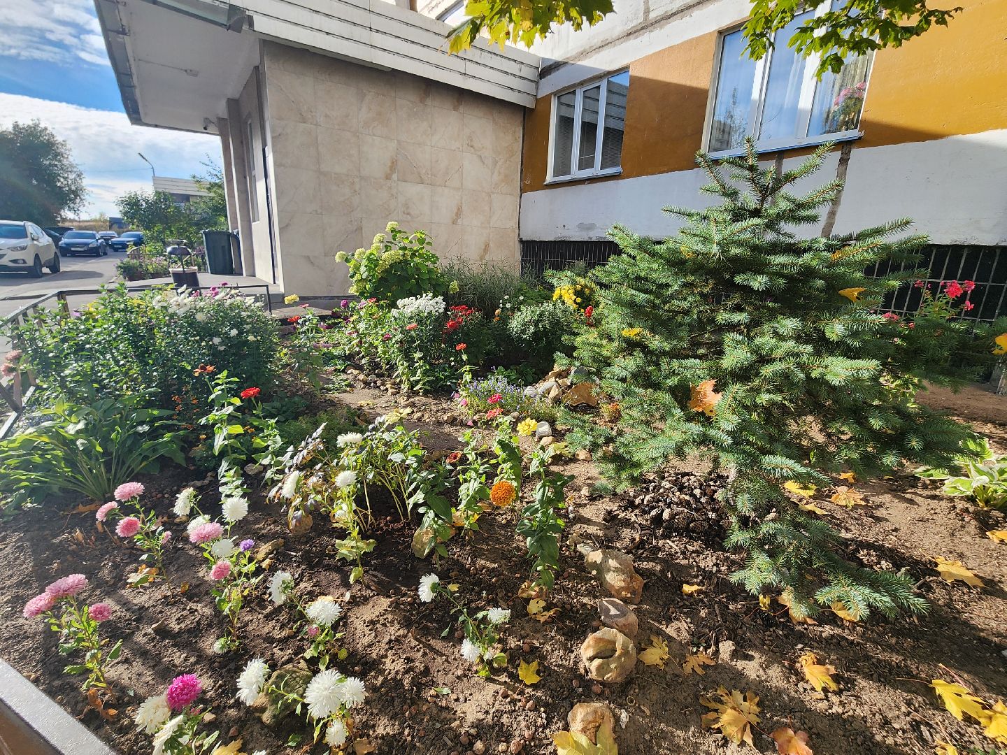 фрязино, цветы, двор-оранжерея, подготовка к зиме, цветоводство,