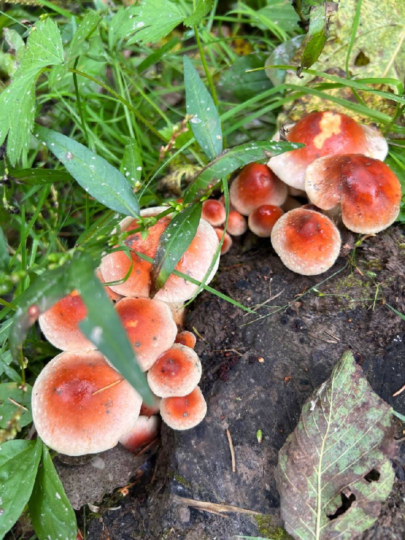 сергиев посад, сергиево-посадский городской округ, грибы в лесу, отравление грибами, ботулизм, консервирование, заготовка грибов, симптомы отравления, тихая охота,