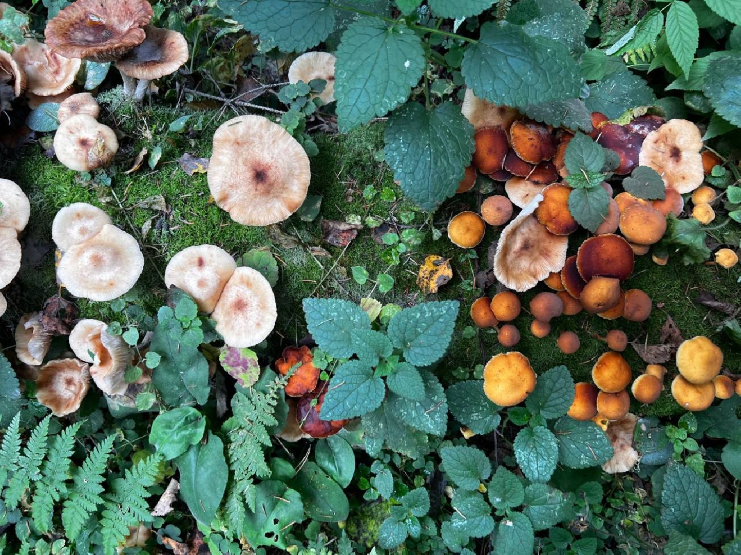 сергиев посад, сергиево-посадский городской округ, грибы в лесу, отравление грибами, ботулизм, консервирование, заготовка грибов, симптомы отравления, тихая охота,