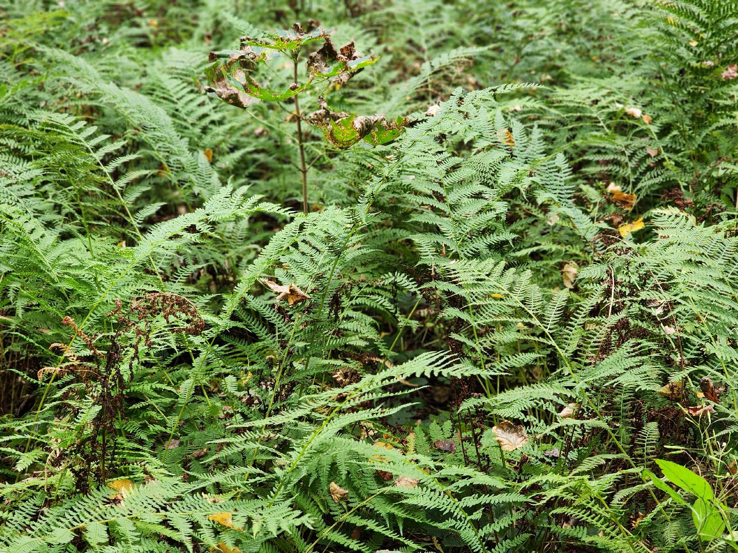 сергиев посад, сергиево-посадский городской округ, грибы в лесу, отравление грибами, ботулизм, консервирование, заготовка грибов, симптомы отравления, тихая охота,