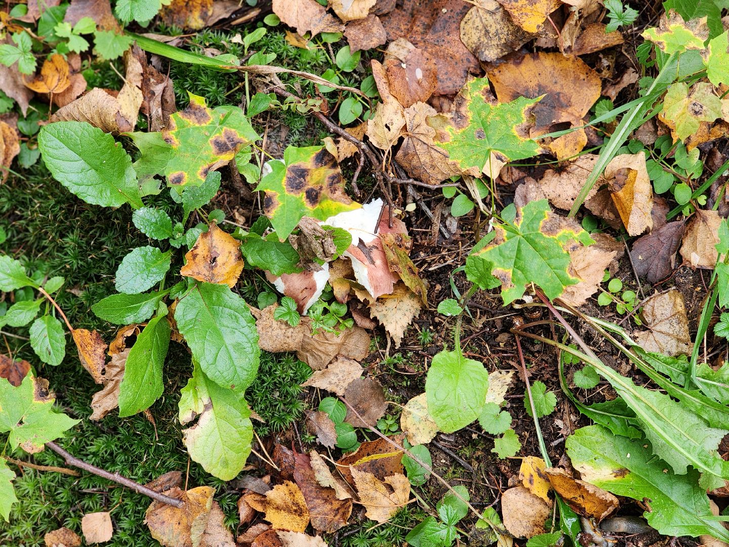 сергиев посад, сергиево-посадский городской округ, грибы в лесу, отравление грибами, ботулизм, консервирование, заготовка грибов, симптомы отравления, тихая охота,