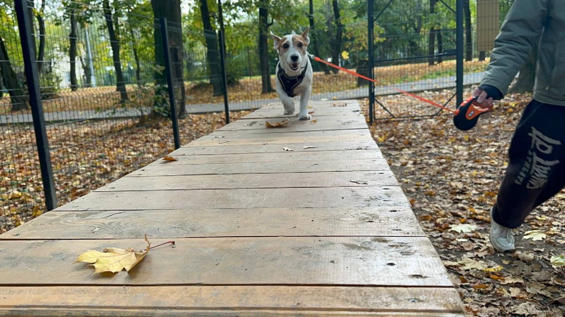 парки, домодедово, домашние животные,