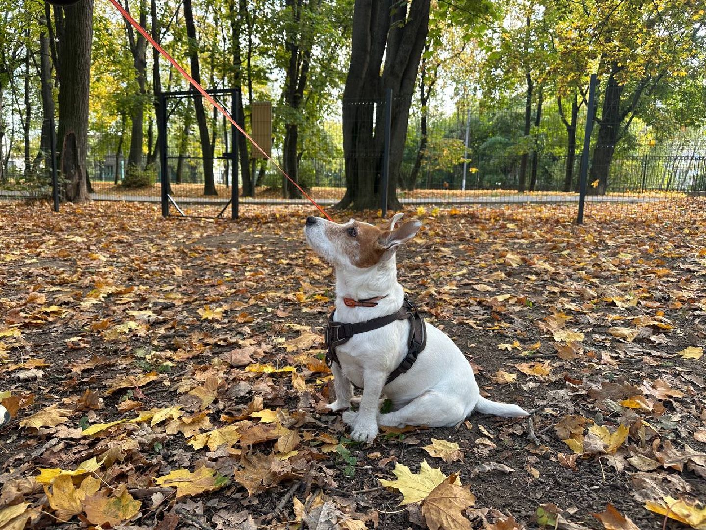 парки, домодедово, домашние животные,