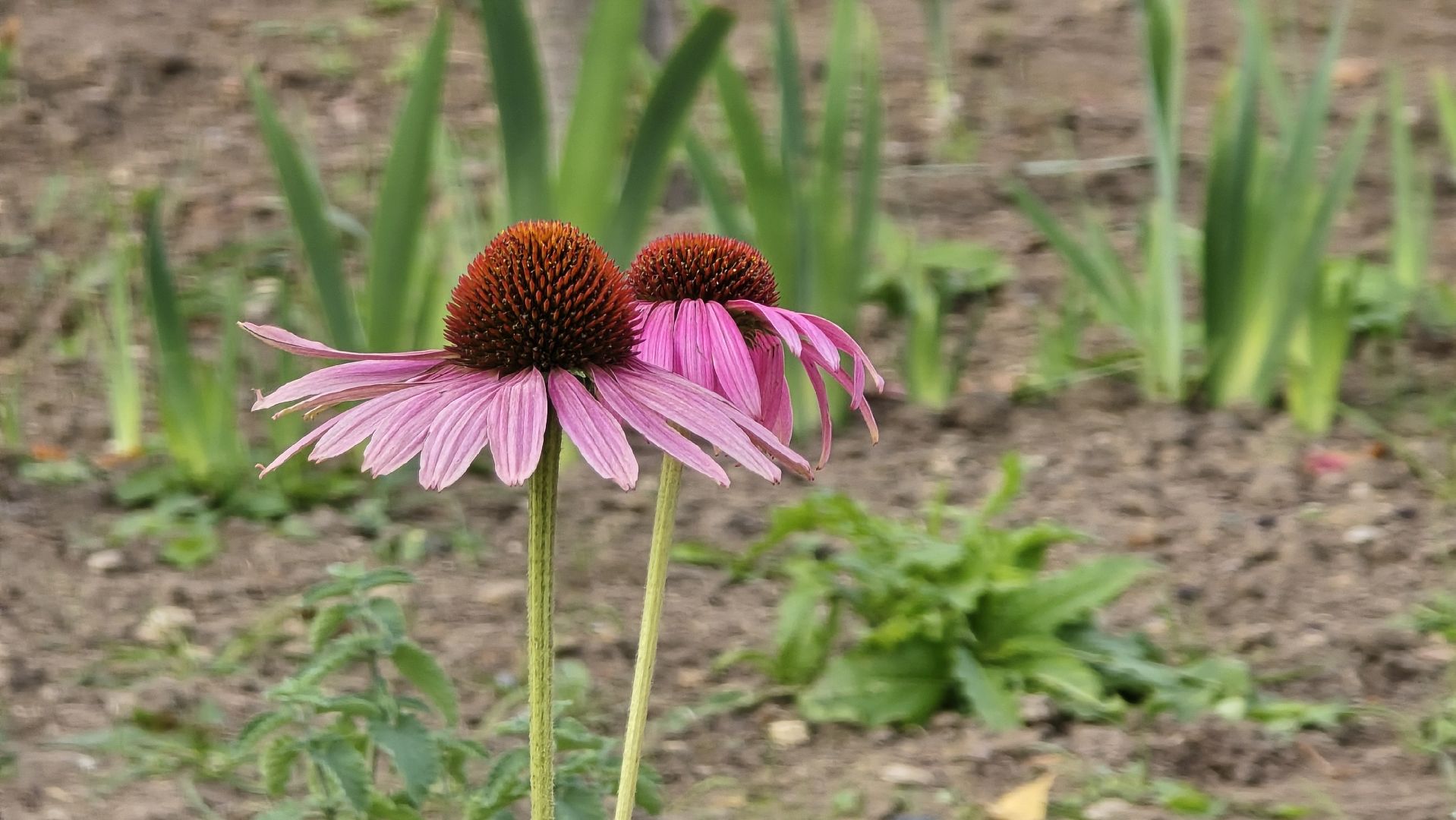 Коломна, благоустройство, сквер,
