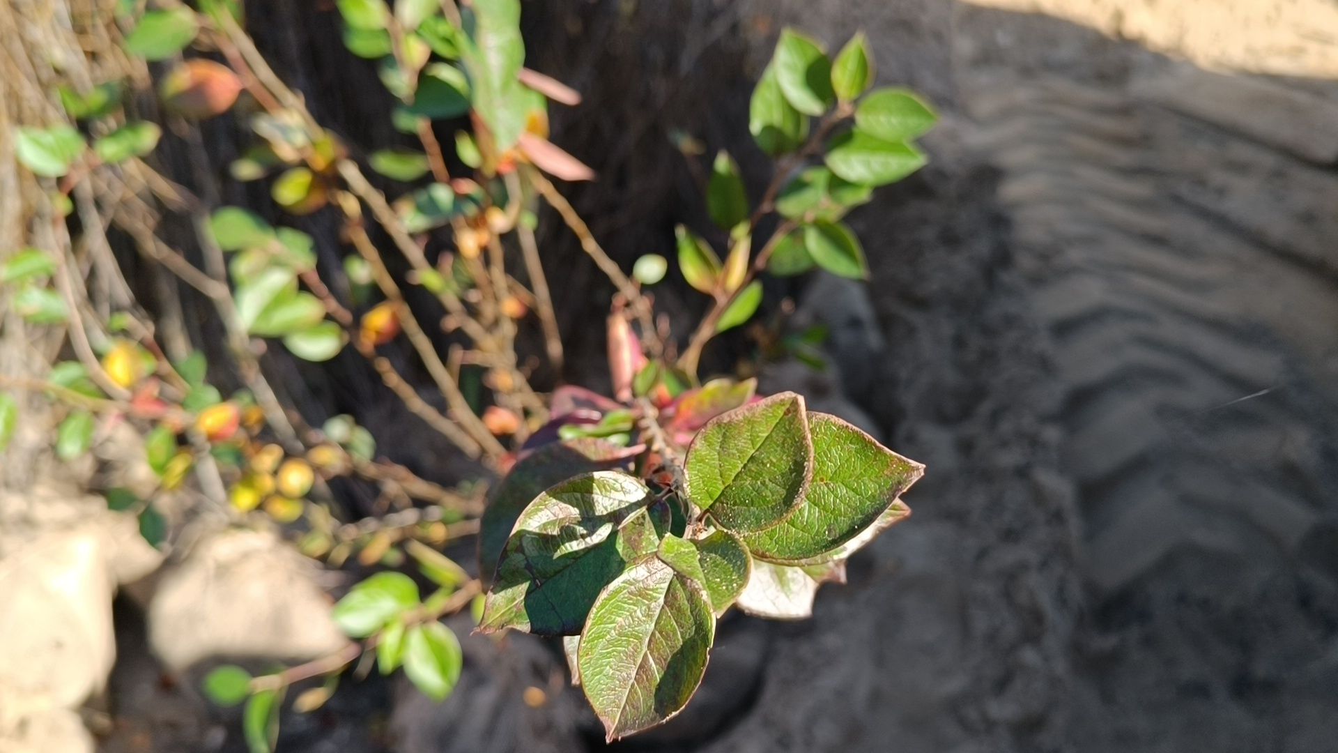 благоустройство, лобня, парк,