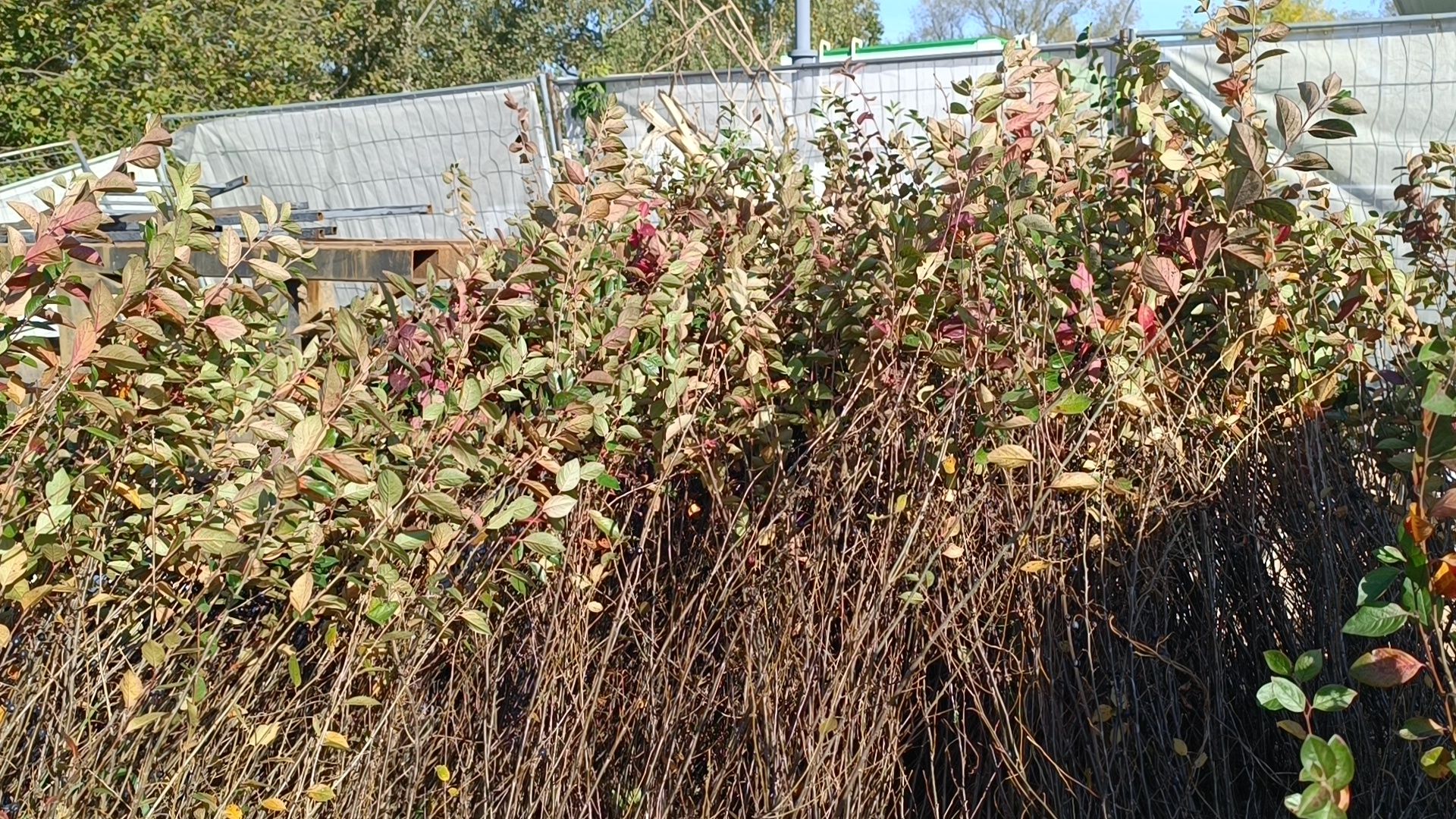 благоустройство, лобня, парк,