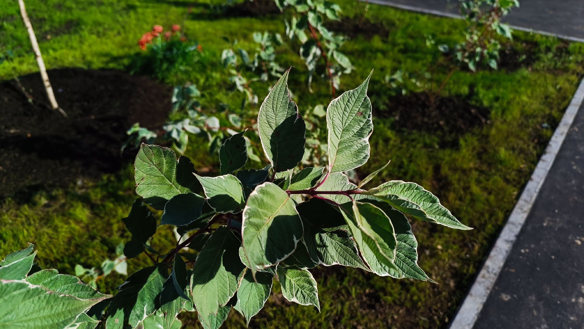 благоустройство, лобня, парк,
