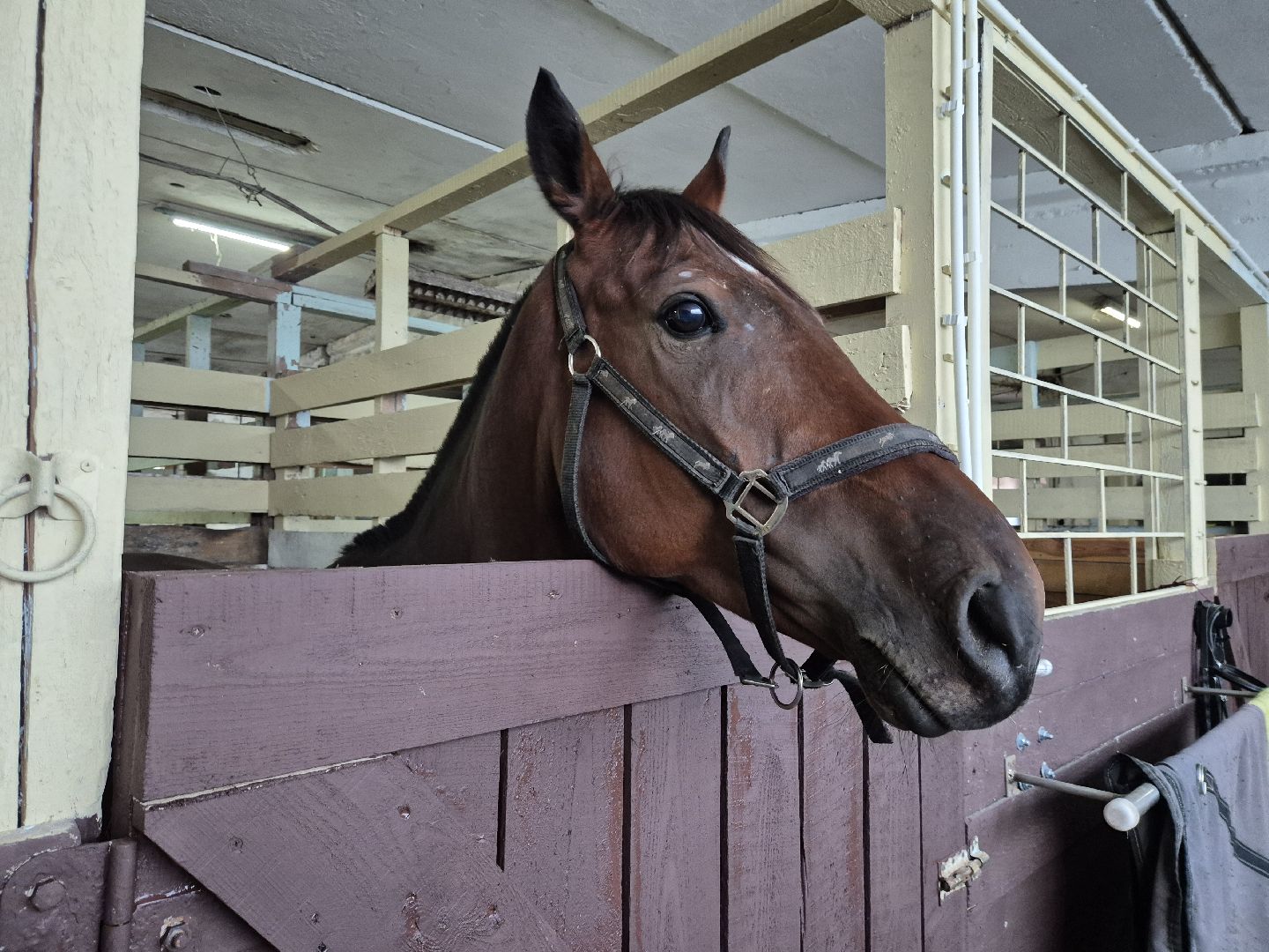 частная конюшня, конный спорт, благоустройство конюшни,