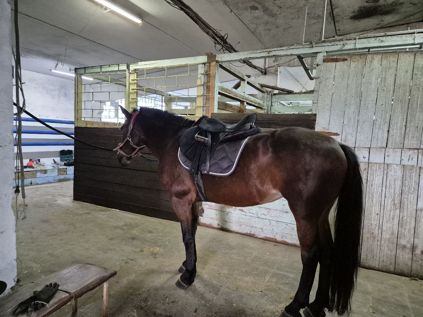 частная конюшня, конный спорт, благоустройство конюшни,