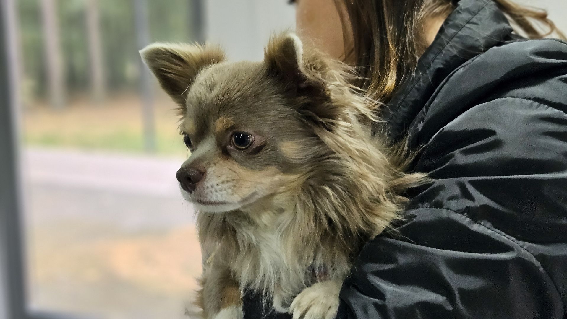 чипирование, ветеринар, животные, жуковский,