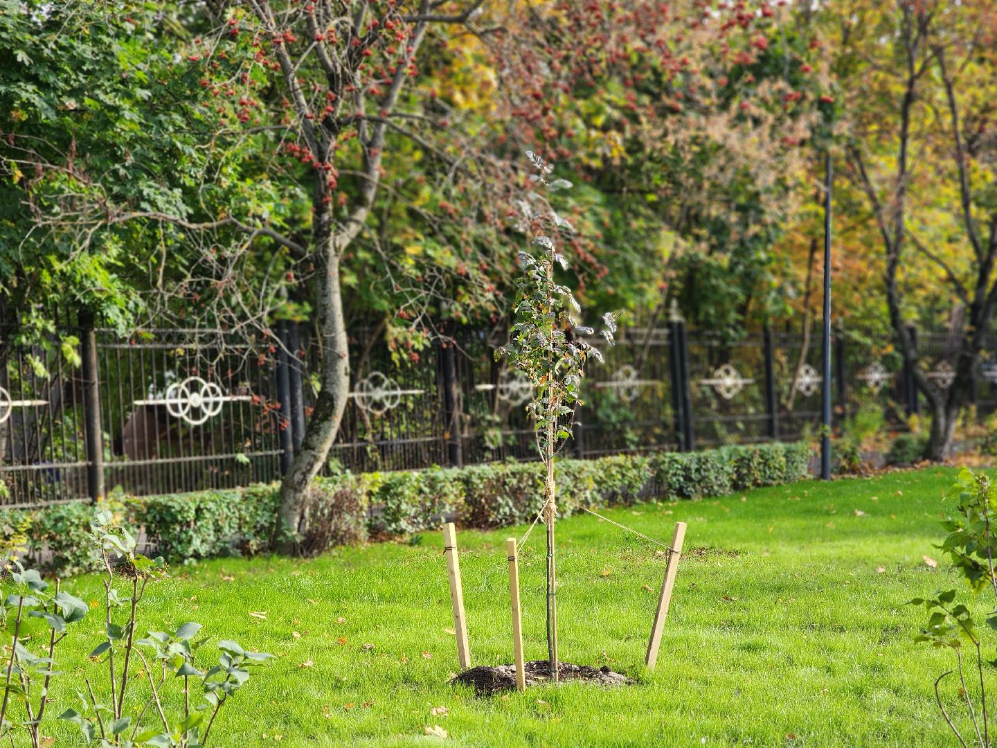 королёв, благоустройство , сквер имени чмырева открыт, администрация городского округа королев ,
