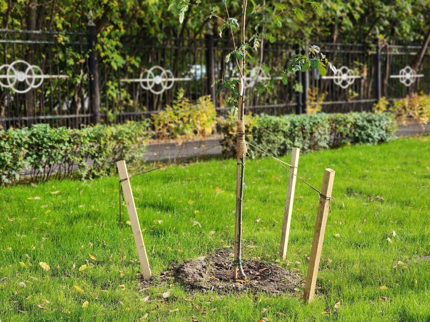 королёв, благоустройство , сквер имени чмырева открыт, администрация городского округа королев ,