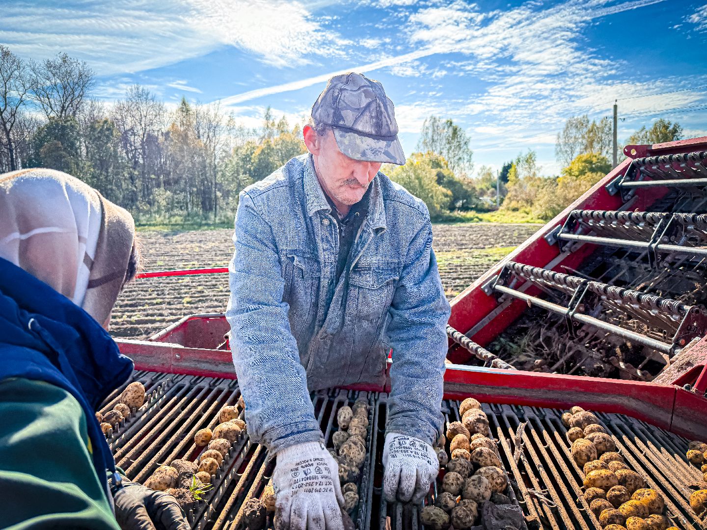 клин, экономика, сбор урожая, картофель, сельское хозяйство,