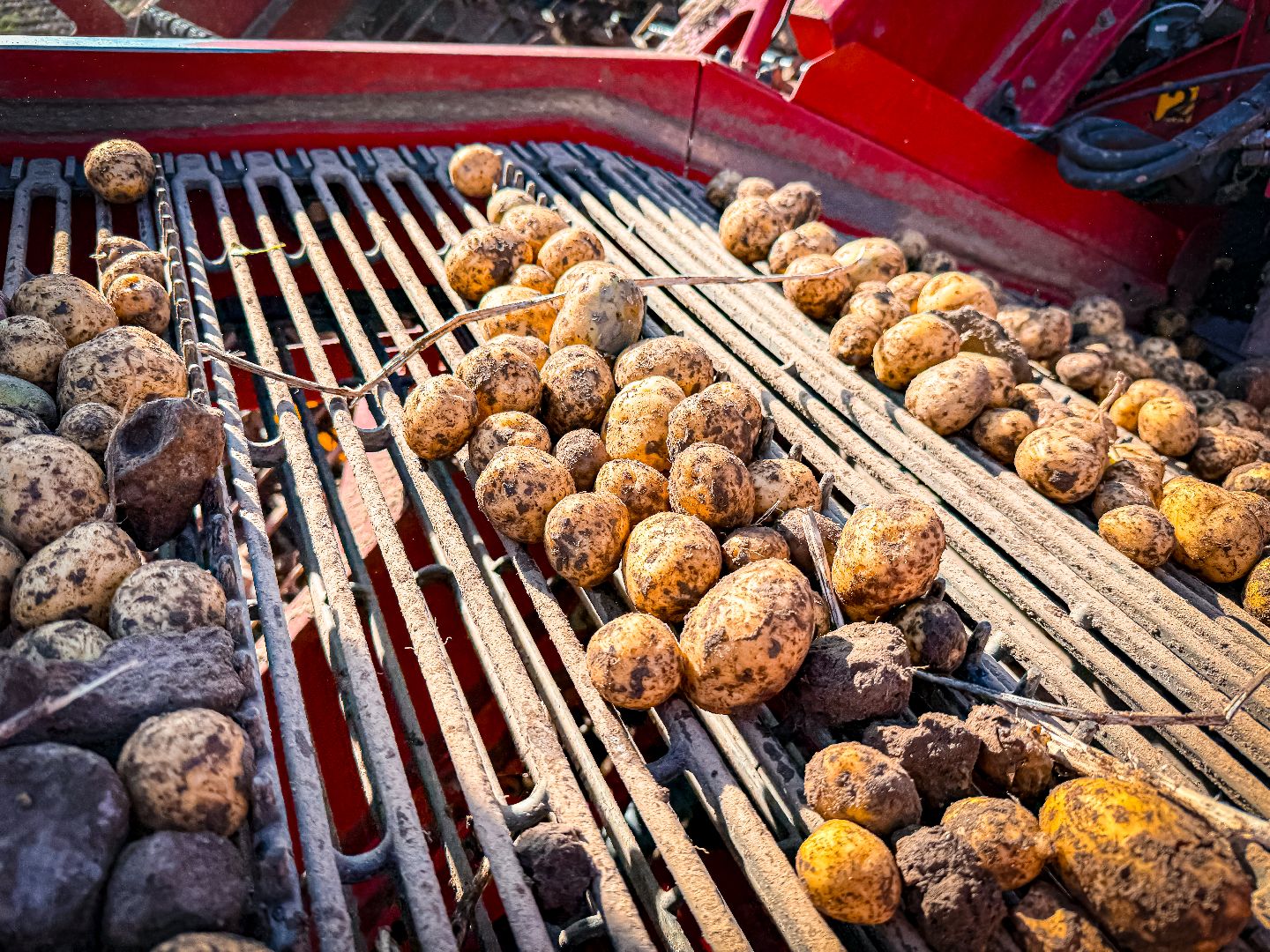 клин, экономика, сбор урожая, картофель, сельское хозяйство,