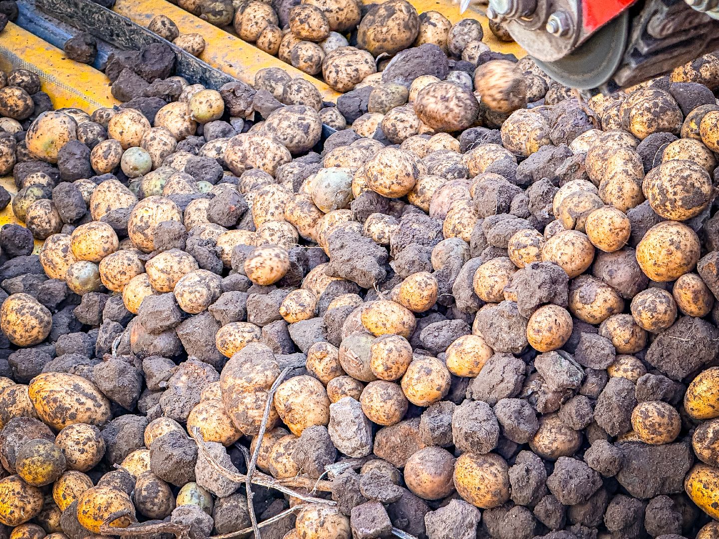 клин, экономика, сбор урожая, картофель, сельское хозяйство,