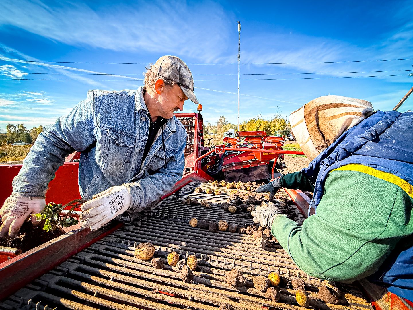 клин, экономика, сбор урожая, картофель, сельское хозяйство,