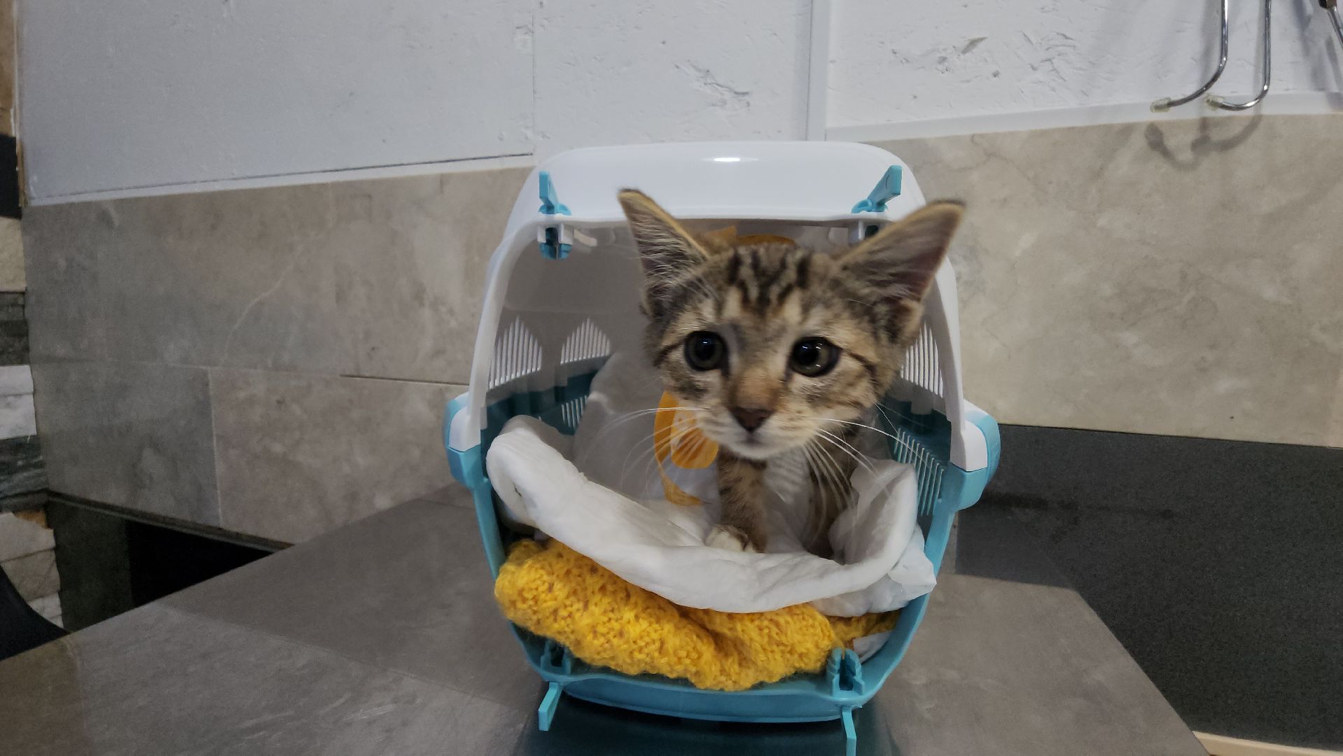 ветклиника, доктор,красногорск,