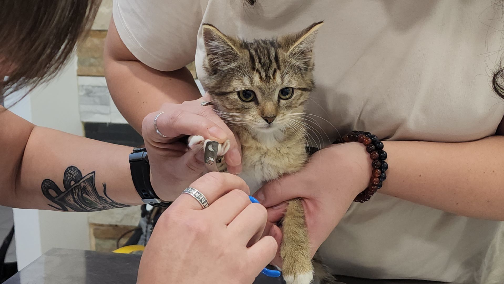 ветклиника, доктор,красногорск,