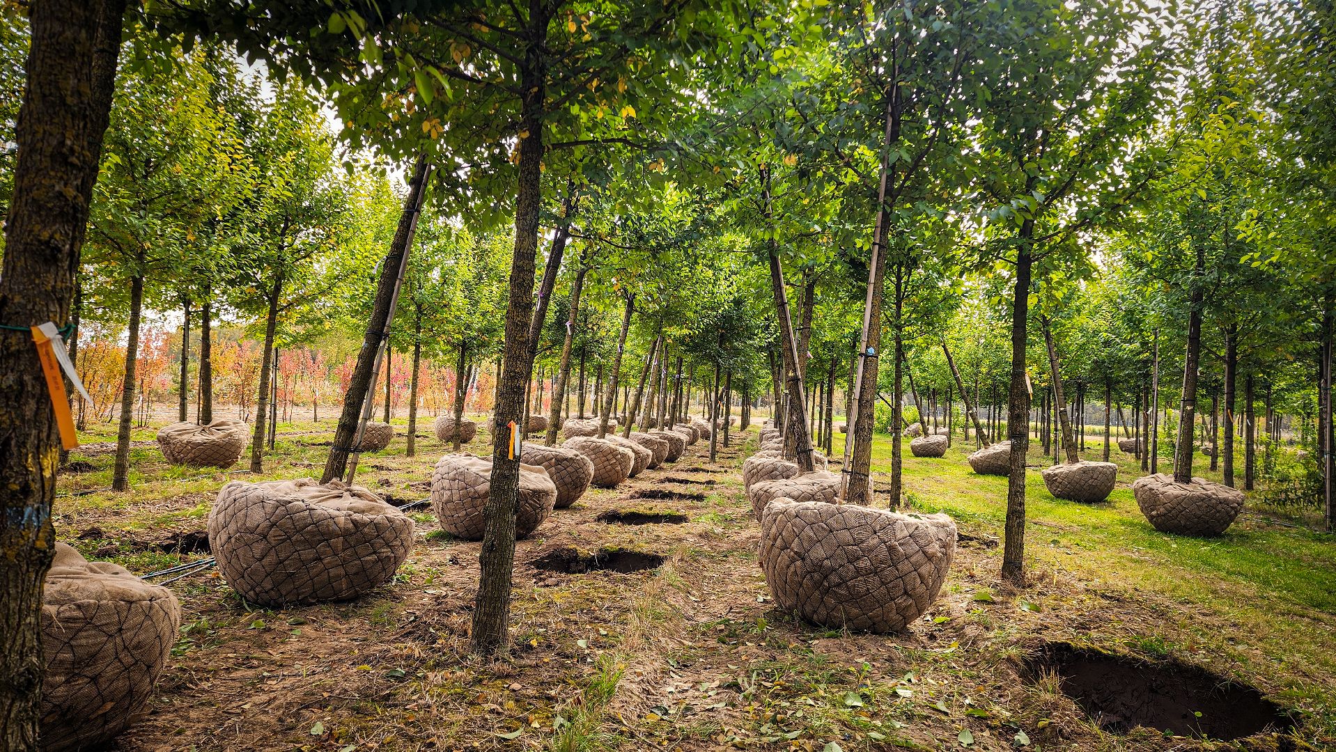 бронницы, сады бэллы, питомник аллейных деревьев в бронницах, экономика, экспорт деревьев в бронницах,