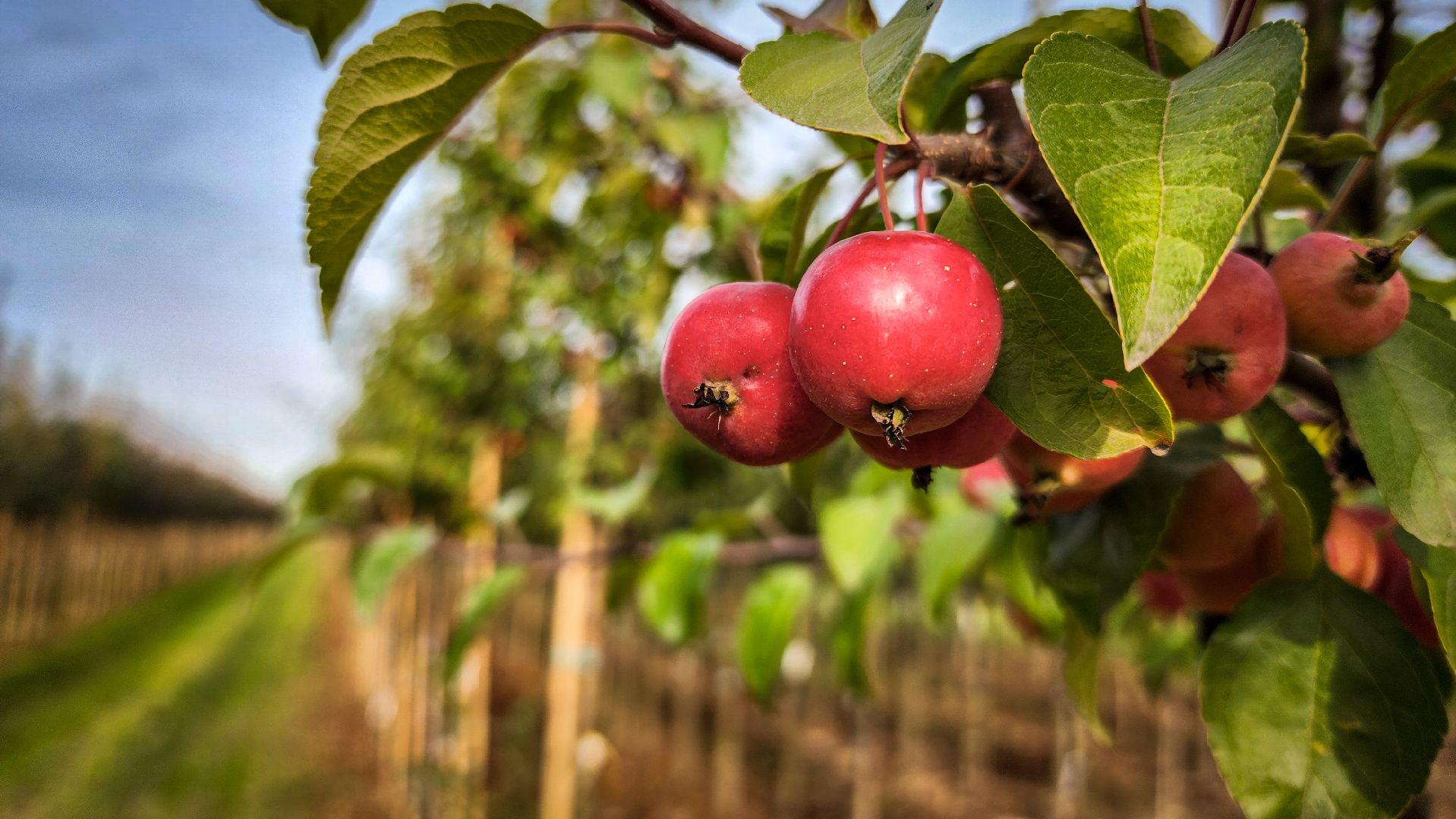 бронницы, сады бэллы, питомник аллейных деревьев в бронницах, экономика, экспорт деревьев в бронницах,
